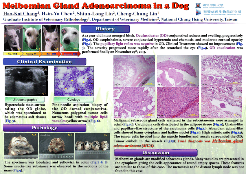 meibomian gland adenoma dog