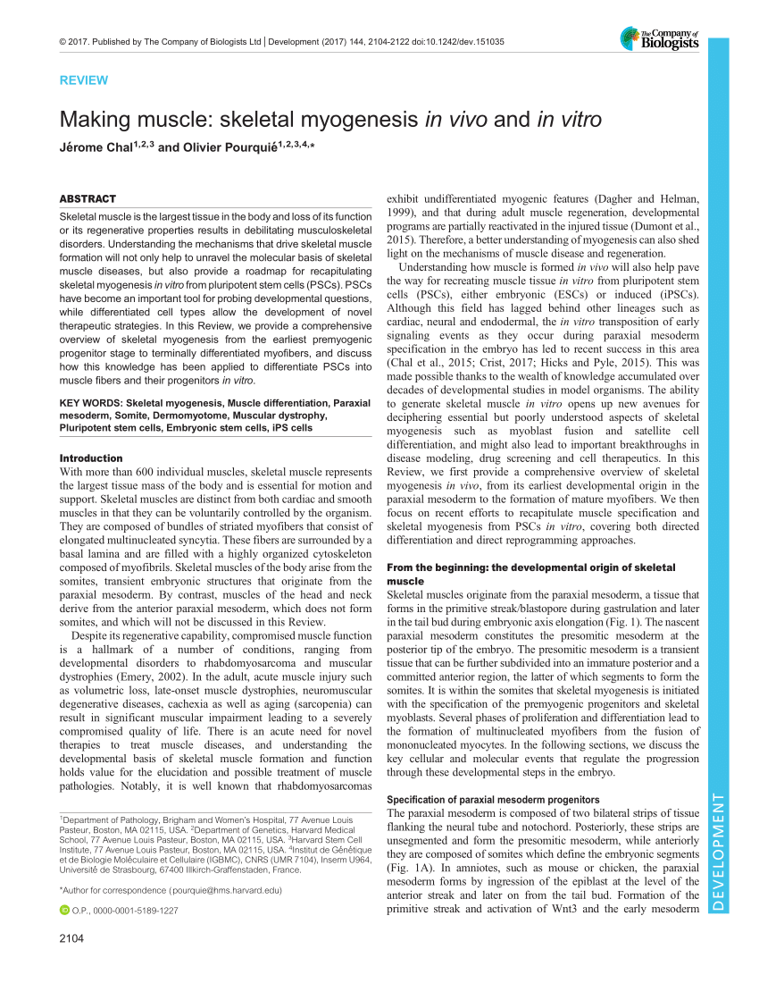 PDF) Making muscle: Skeletal myogenesis in vivo and in vitro