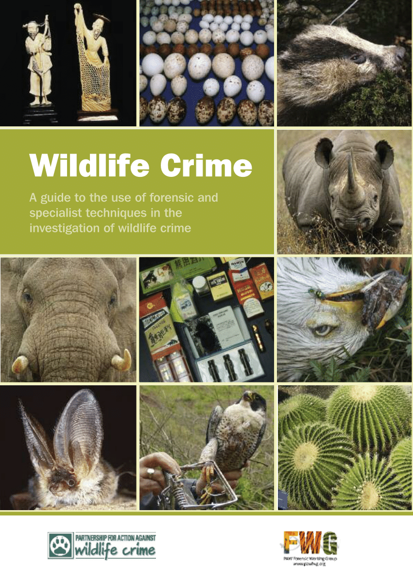 wildlife crime research paper