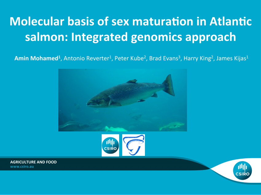 Pdf Molecular Basis Of Sex Maturation In Atlantic Salmon Integrated Genomics Approach 2775