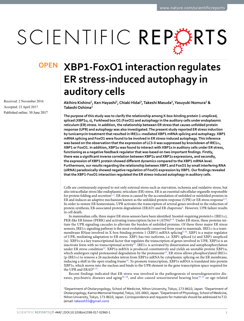 PDF) XBP1-FoxO1 interaction regulates ER stress-induced autophagy ...