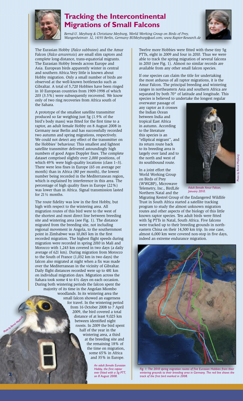 Autumn migration routes of four adult hobbies recorded by