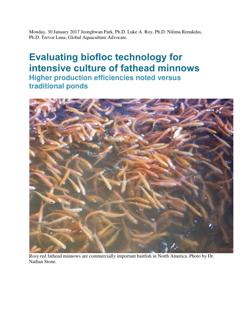 Evaluating biofloc technology for intensive culture of fathead minnows -  Responsible Seafood Advocate