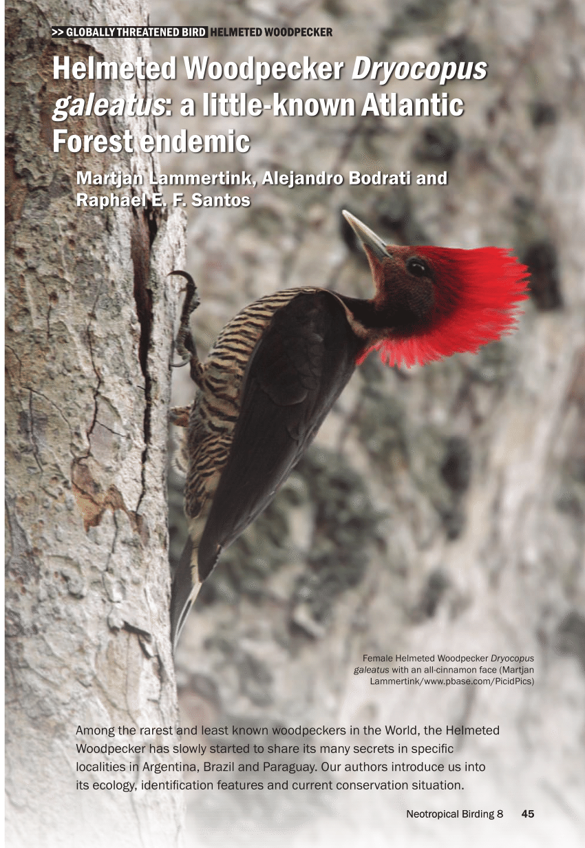 Pdf Helmeted Woodpecker Celeus Galeatus