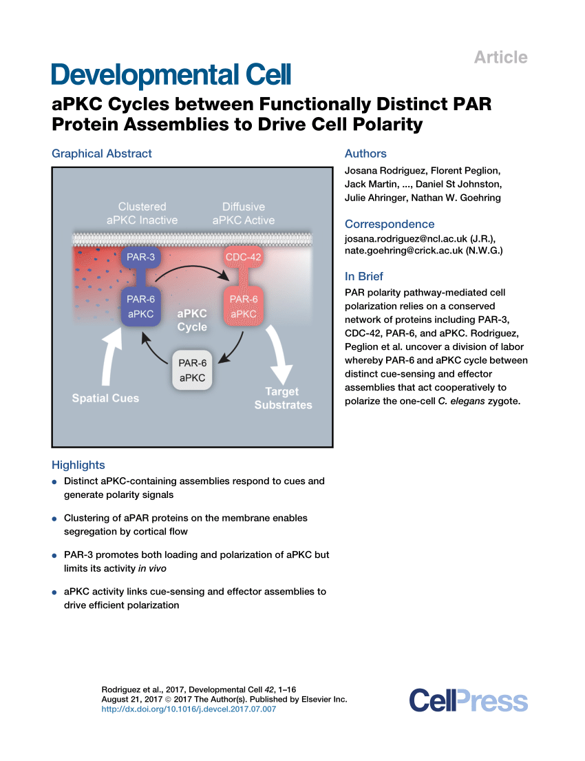 PDF) aPKC Cycles between Functionally Distinct PAR Protein ...