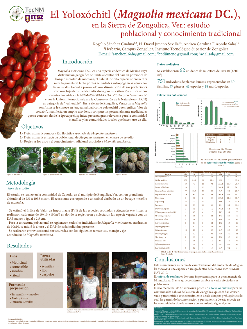 PDF) El Yoloxóchitl (Magnolia mexicana DC.), en la Sierra de Zongolica,  Ver.: estudio poblacional y conocimiento tradicional