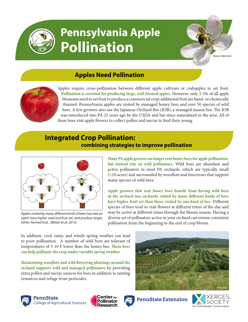 Pink Lady Apple Pollination Chart