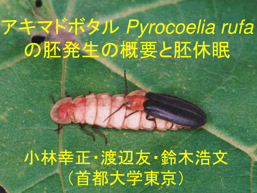 Pdf アキマドボタル Pyrocoelia Rufa の胚発生の概要と胚休眠