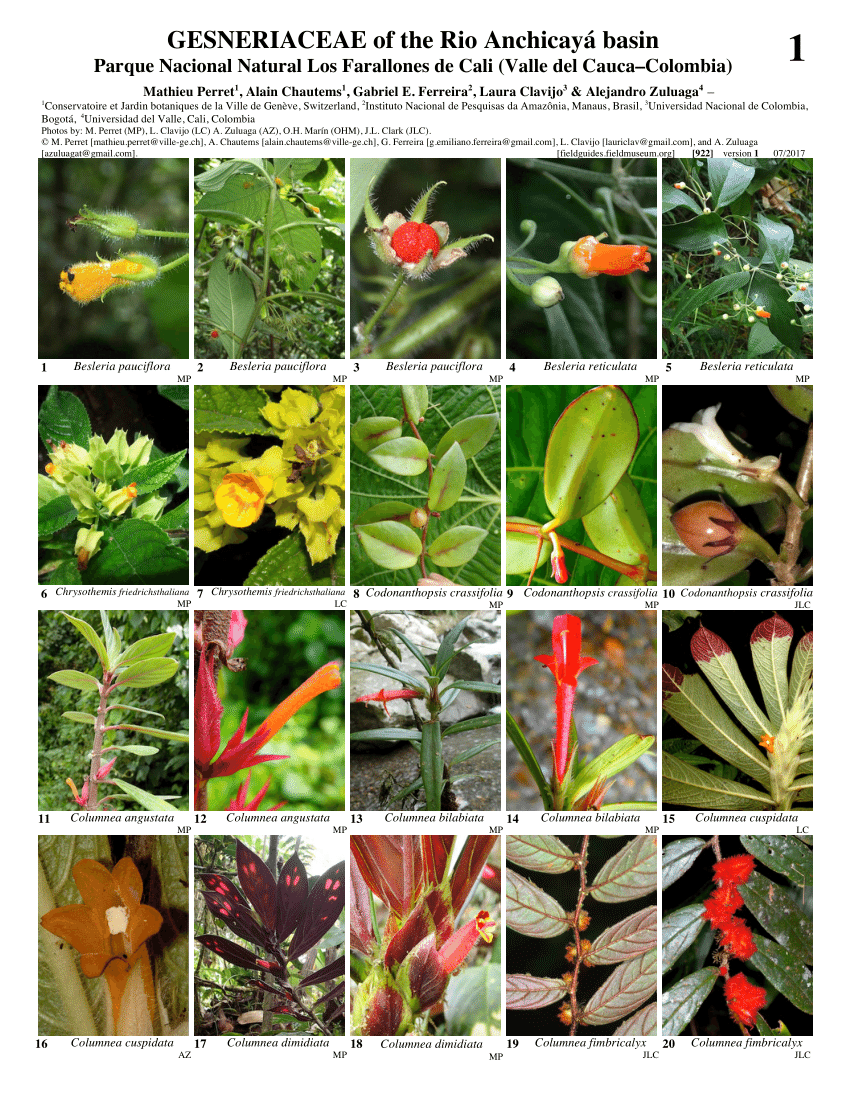 (PDF) Rapid color guide - Gesneriaceae of the Rio Anchicayá basin ...