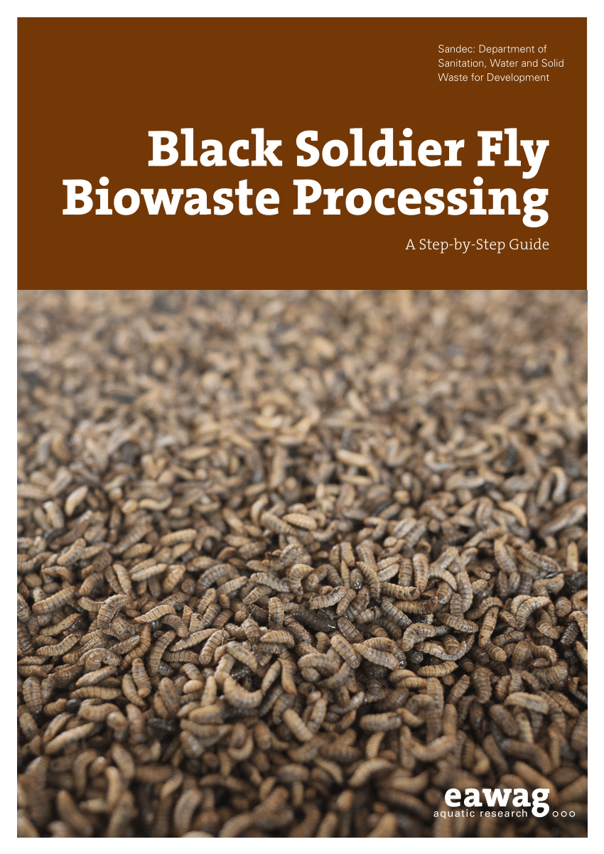 black soldier fly farming business plan