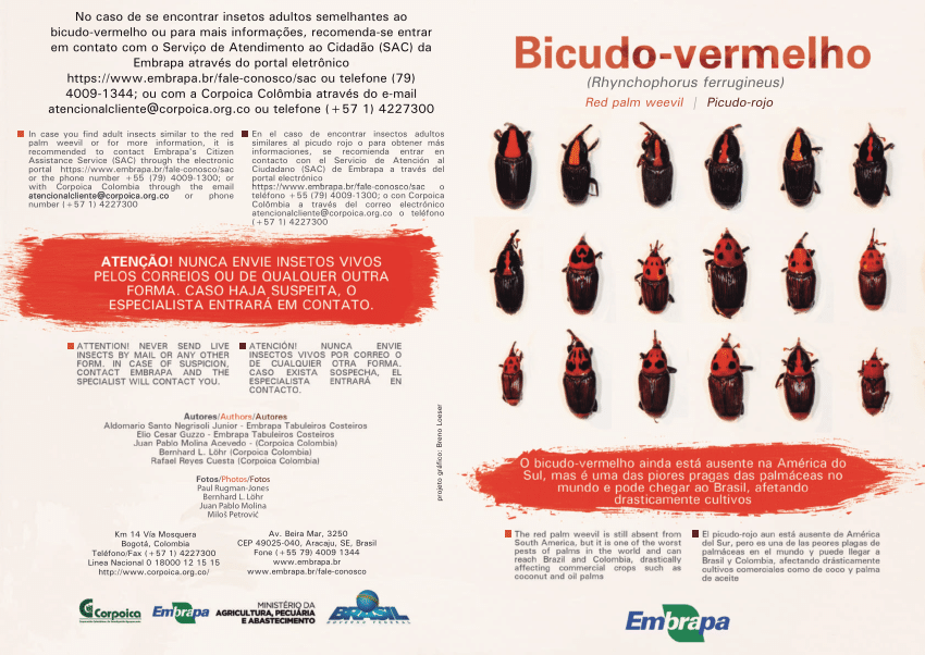 Pdf Bicudo Vermelho Red Palm Weevil Picudo Rojo Rhynchophorus Ferrugineus