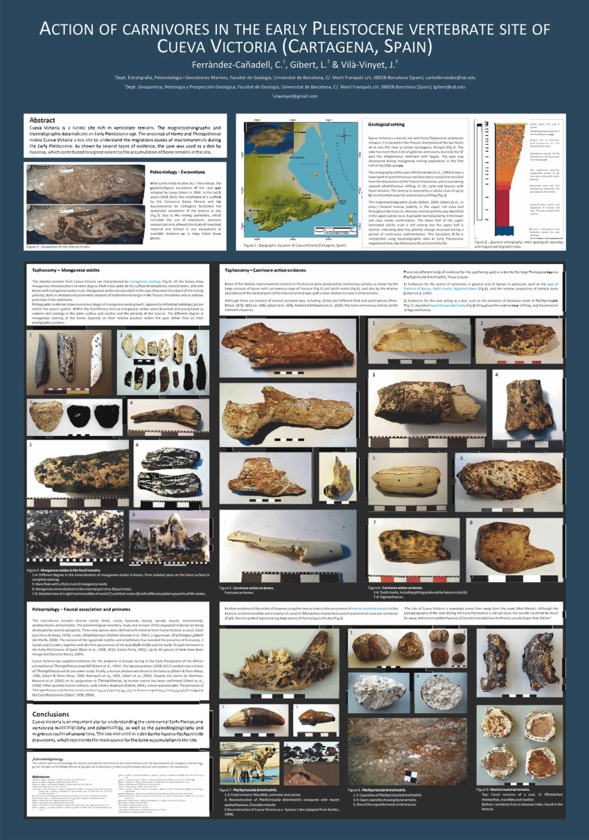 (PDF) THE ACTION OF CARNIVORES IN THE EARLY PLEISTOCENE VERTEBRATE SITE