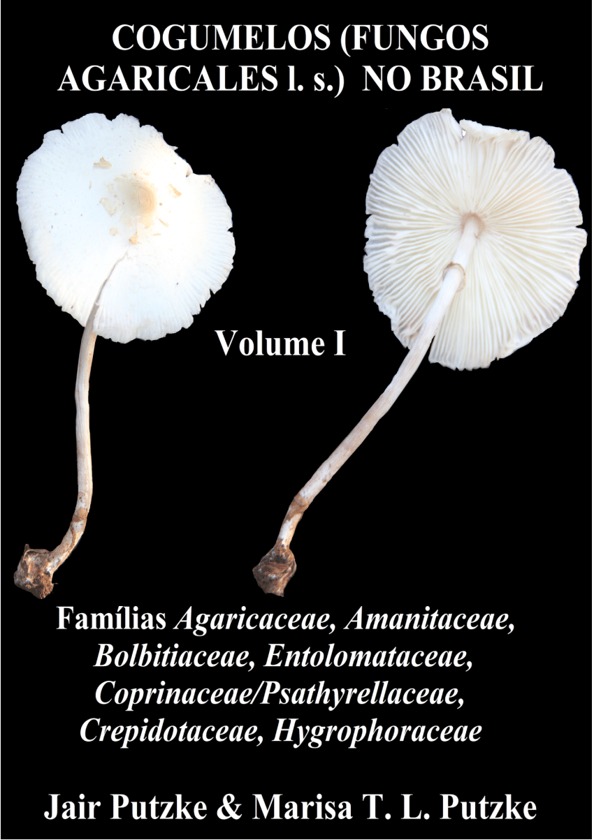 Representantes de Amanita encontrados no Brasil: 7. A. tanacipulvis