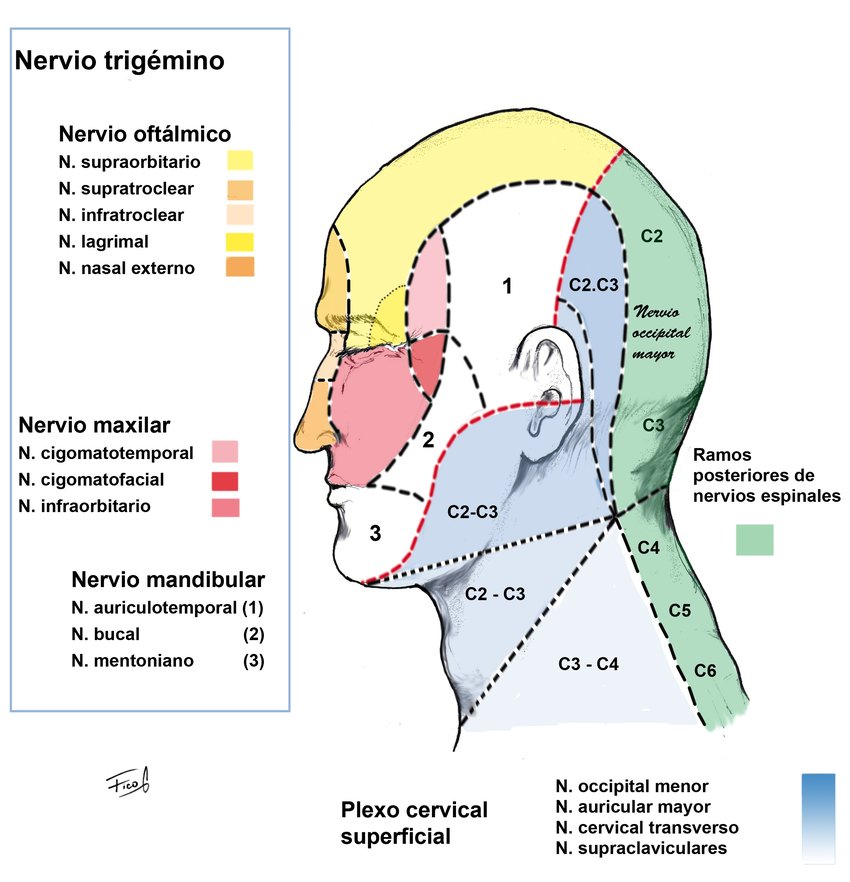 Nervio occipital mayor inervación