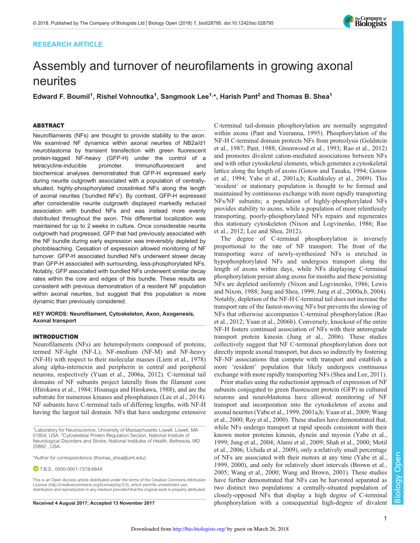 Pdf Assembly And Turnover Of Neurofilaments In Growing - 