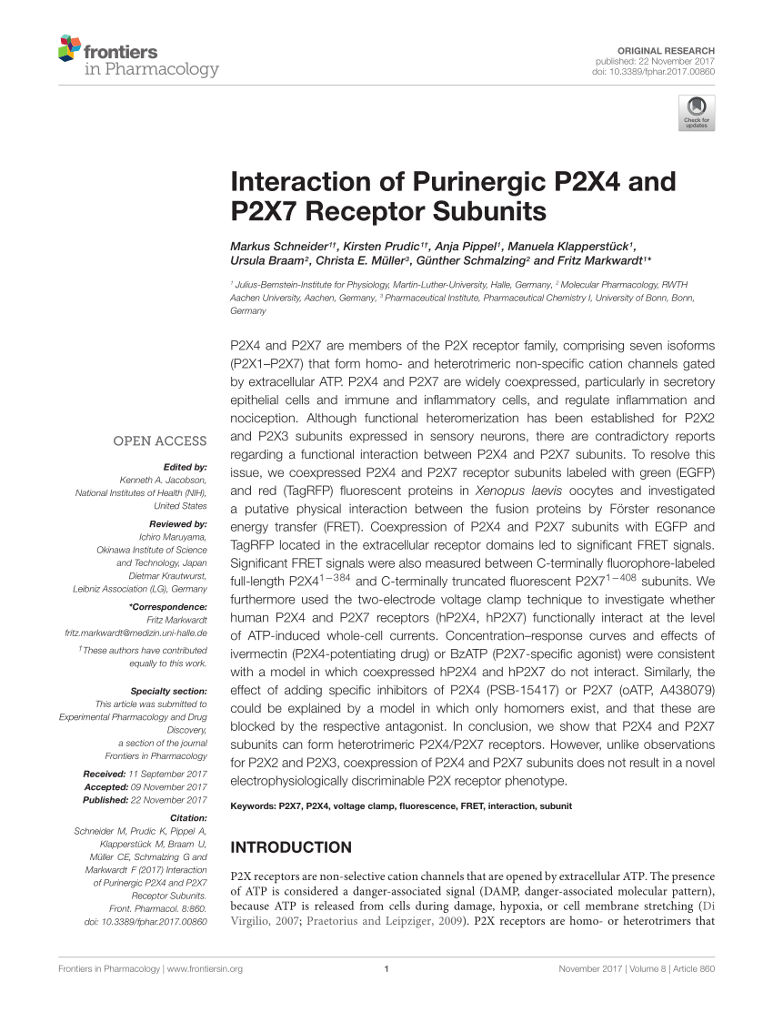 Interaction and interrelation of P2X7 and P2X4 receptor complexes