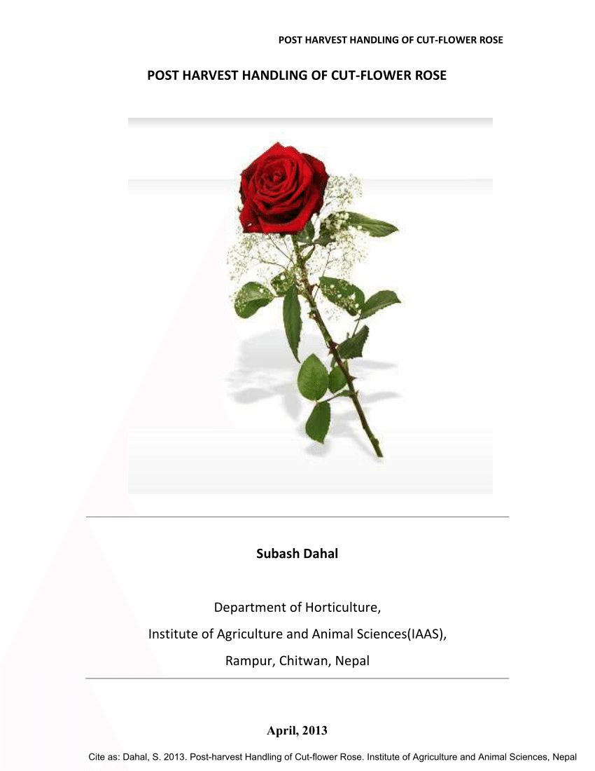 (PDF) POST HARVEST HANDLING OF CUT-FLOWER ROSE