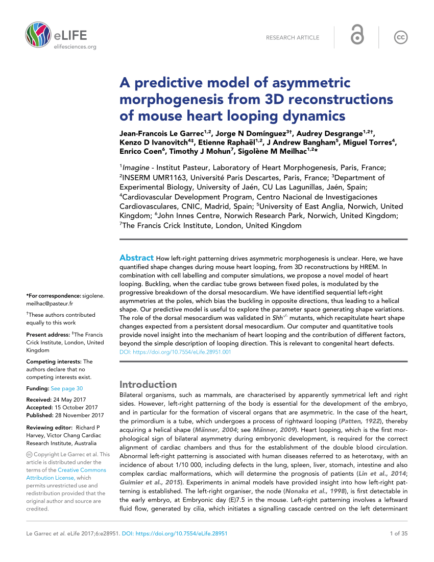 PDF) A predictive model of asymmetric morphogenesis from 3D ...