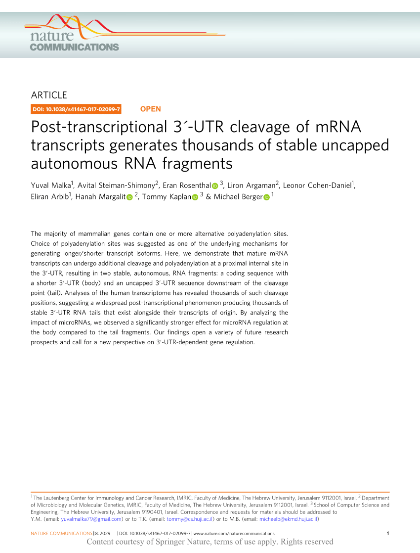 Post-transcriptional 3´-UTR cleavage of mRNA transcripts generates  thousands of stable uncapped autonomous RNA fragments