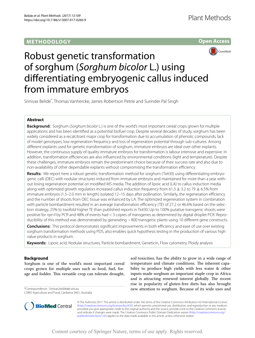 (PDF) Robust genetic transformation of sorghum (Sorghum bicolor L ...