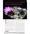 Preview image for From the Mysterious Plant to the Most Common Mammillaria: the Story of Mammillaria luethyi