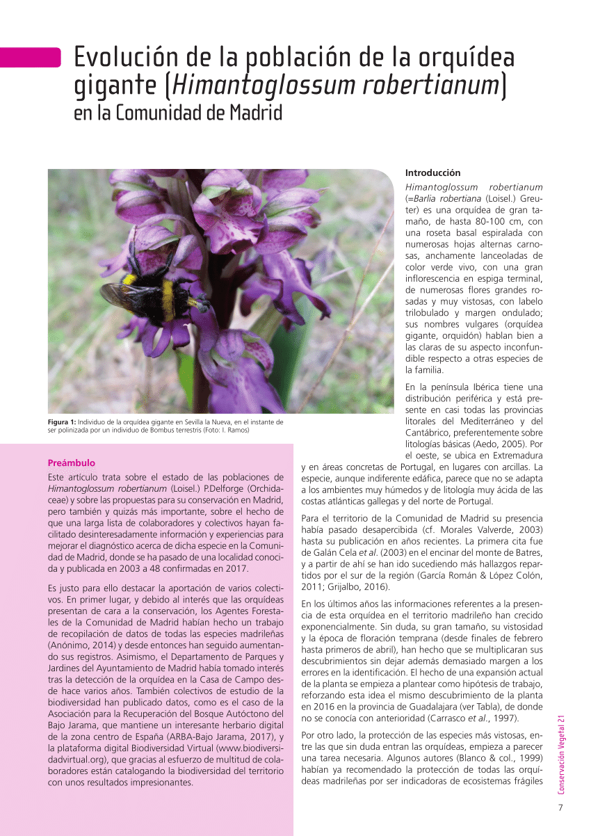 PDF) Evolución de la población de la orquídea gigante (Himantoglossum  robertianum) en la Comunidad de Madrid