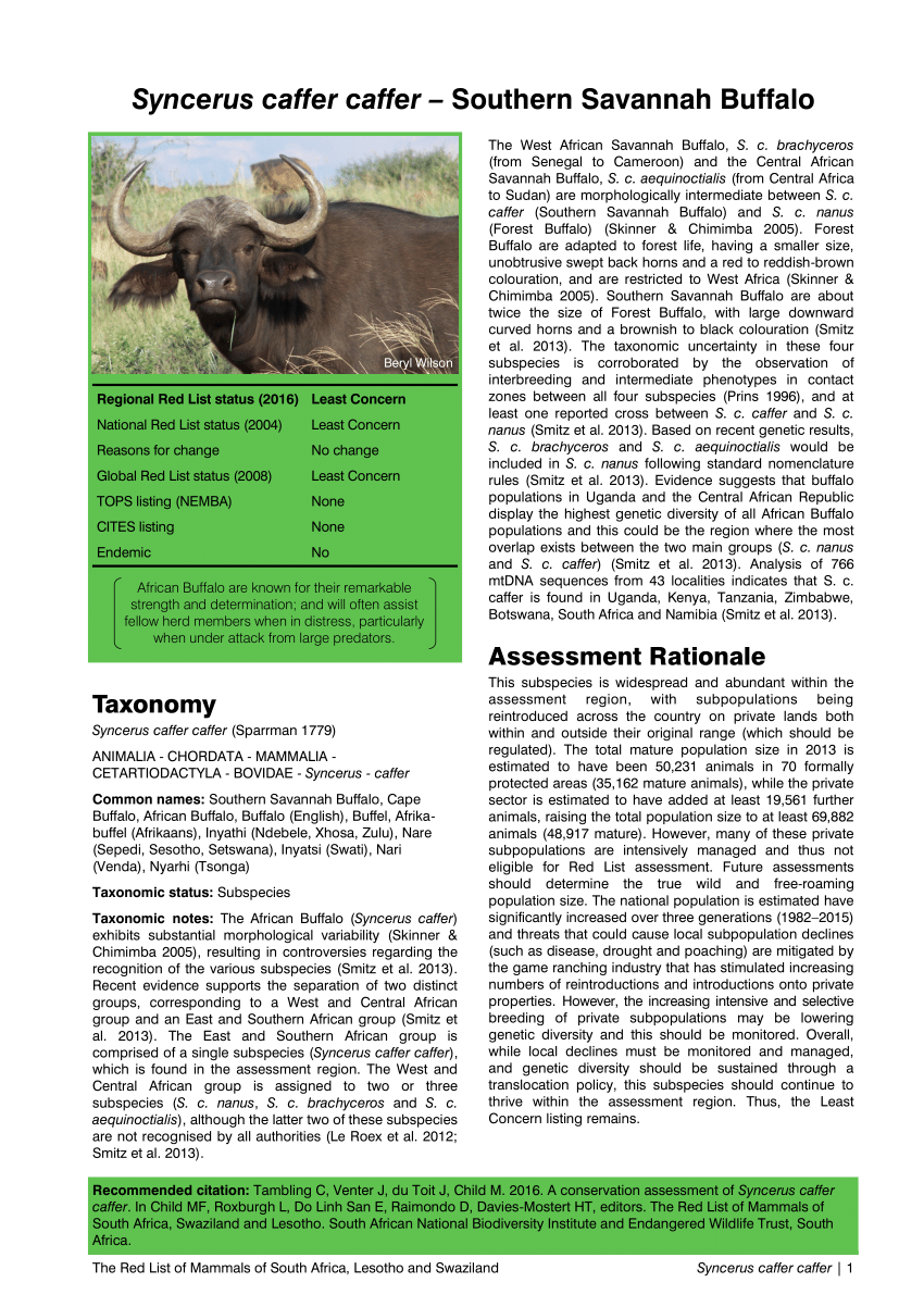 forudsigelse Frigøre Final PDF) A conservation assessment of Syncerus caffer caffer