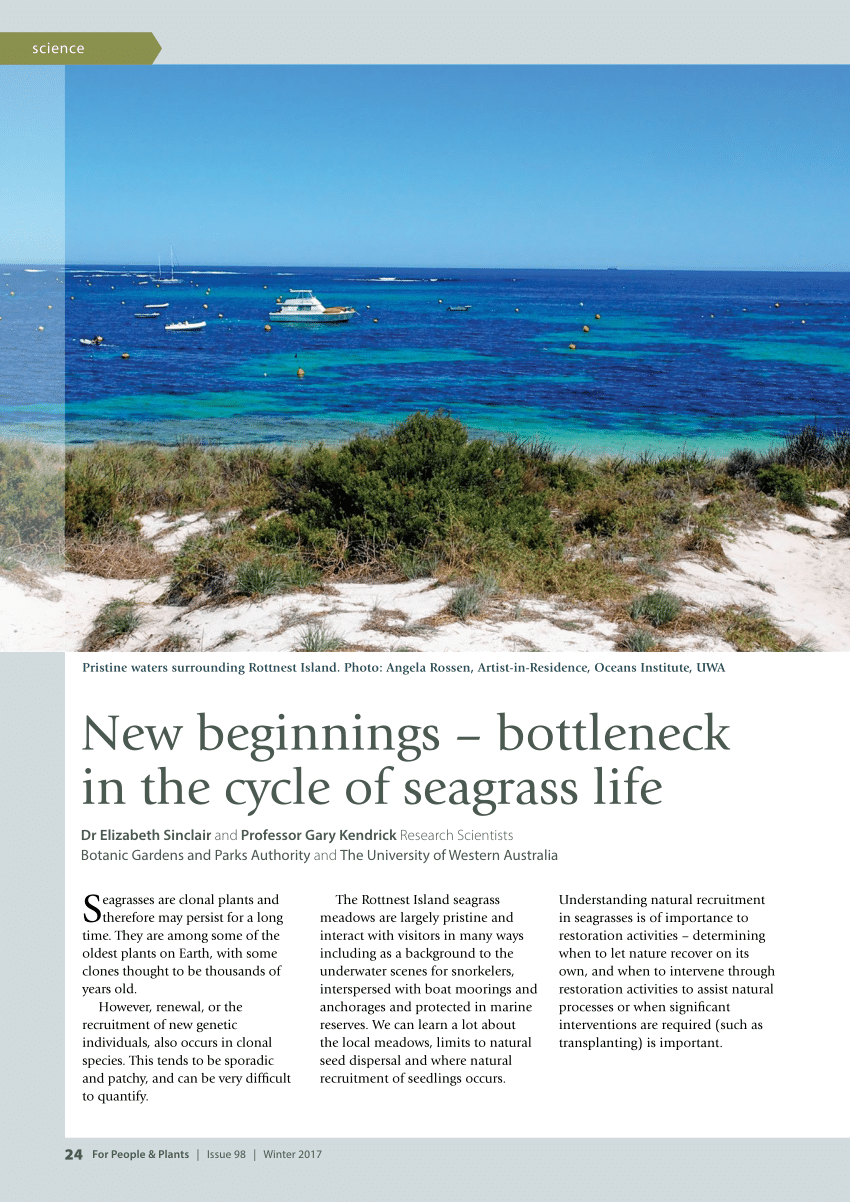 (PDF) New beginnings – bottleneck in the cycle of seagrass life