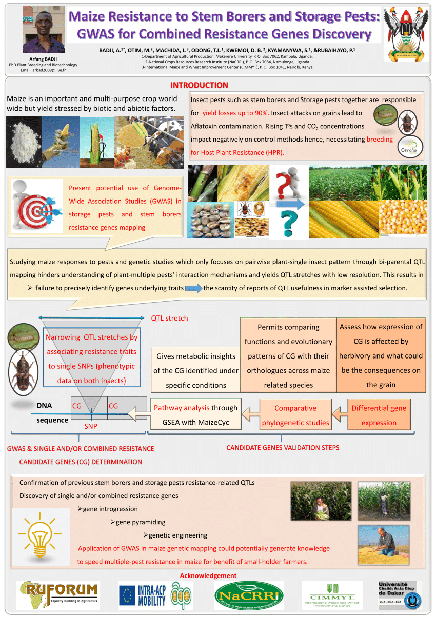 (PDF) Maize resistance to stem borers and storage pests: GWAS for ...