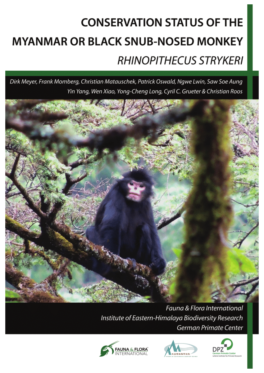 PDF) Allogrooming among female Yunnan snub-nosed monkeys (Rhinopithecus  bieti)