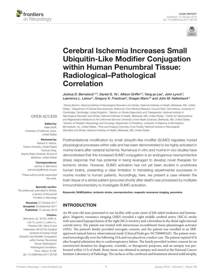 Pdf Cerebral Ischemia Increases Small Ubiquitin Like Modifier Conjugation Within Human