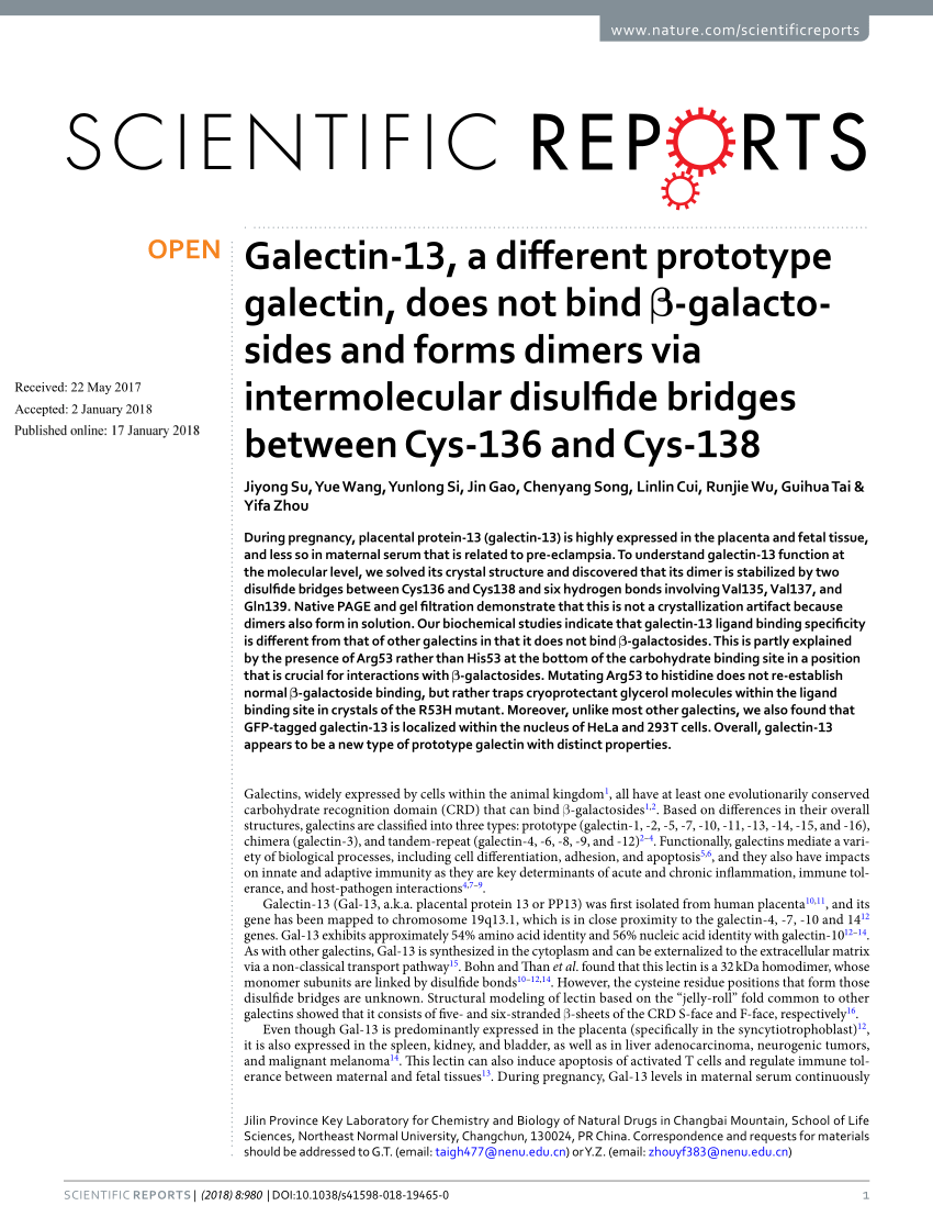 Pdf Galectin 13 A Different Prototype Galectin Does Not Bind B Galacto Sides And Forms Dimers Via Intermolecular Disulfide Bridges Between Cys 136 And Cys 138