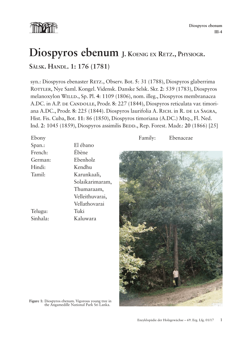 100  Diospyros ebenum Seeds India Ebony Tree Seeds Ceylon Ebony Seeds 