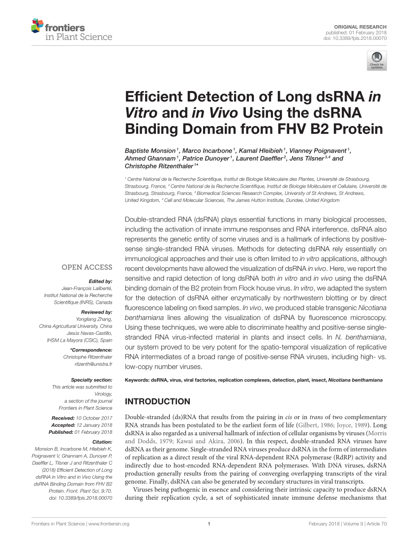 PDF) Efficient Detection of Long dsRNA in Vitro and in Vivo Using ...