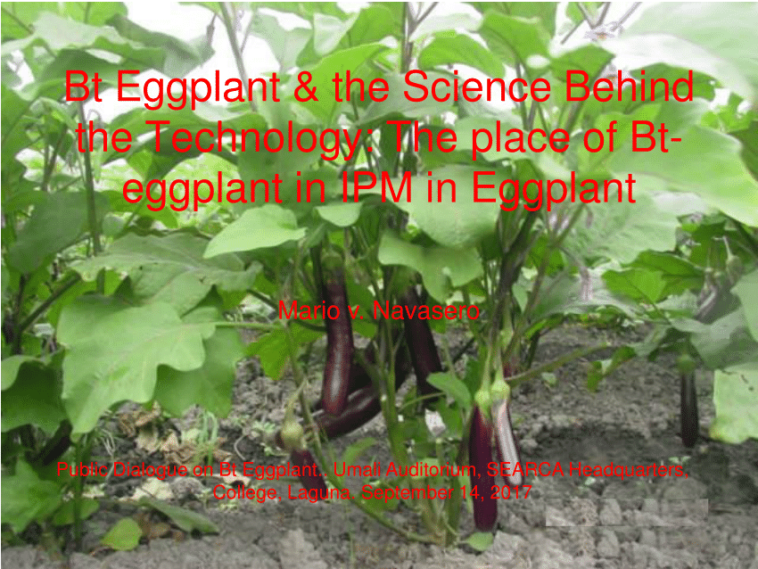 research paper on eggplant
