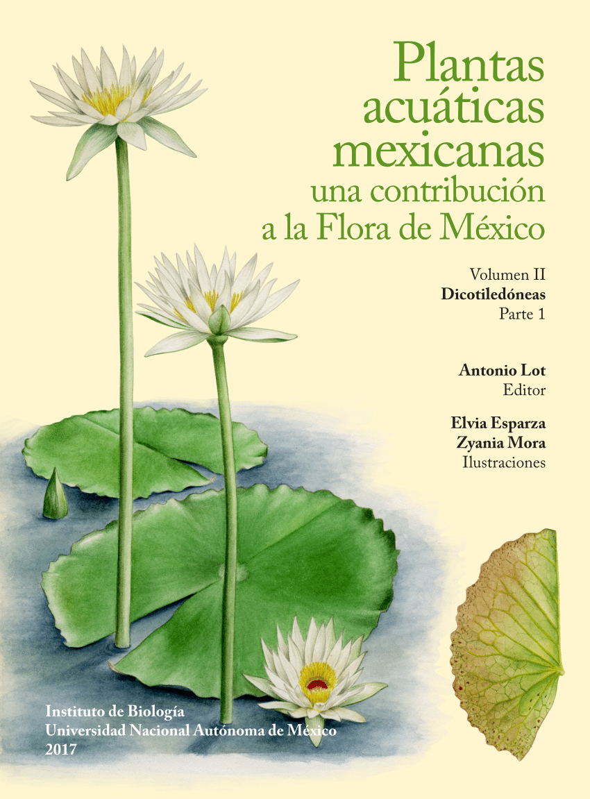 PDF) Apiaceae, En: Plantas acuaticas mexicanas 
