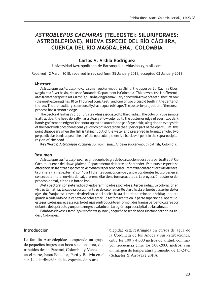 Cintura pélvica de Astroblepus cacharas sp.nov. (CAR431), L