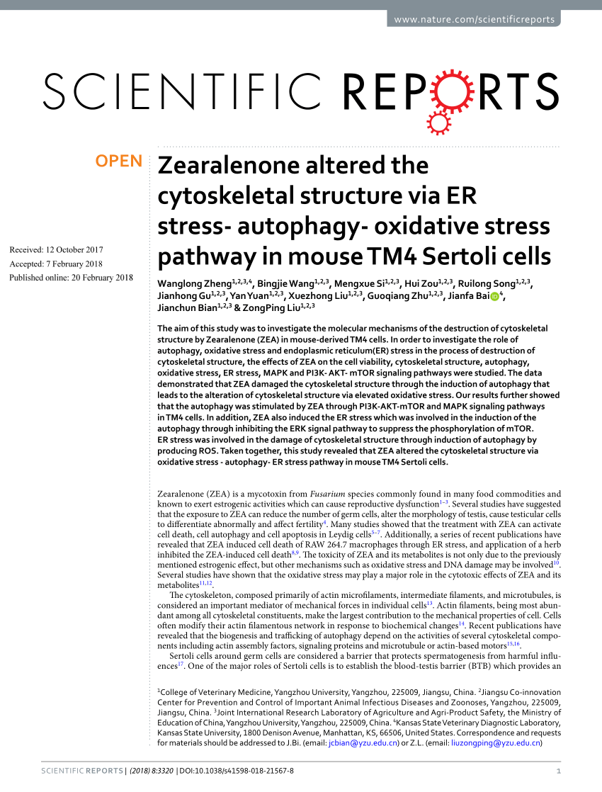 Pdf Zearalenone Altered The Cytoskeletal Structure Via Er Stress Autophagy Oxidative Stress Pathway In Mouse Tm4 Sertoli Cells