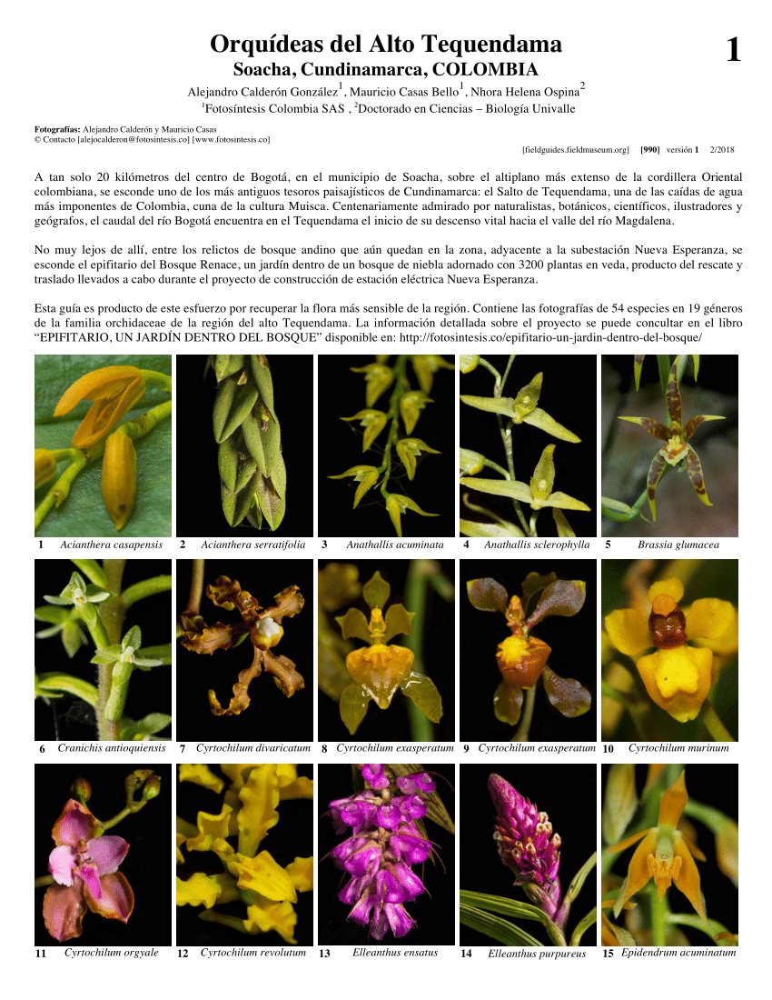 PDF) Cundinamarca - Orchidaceae of Alto Tequendama