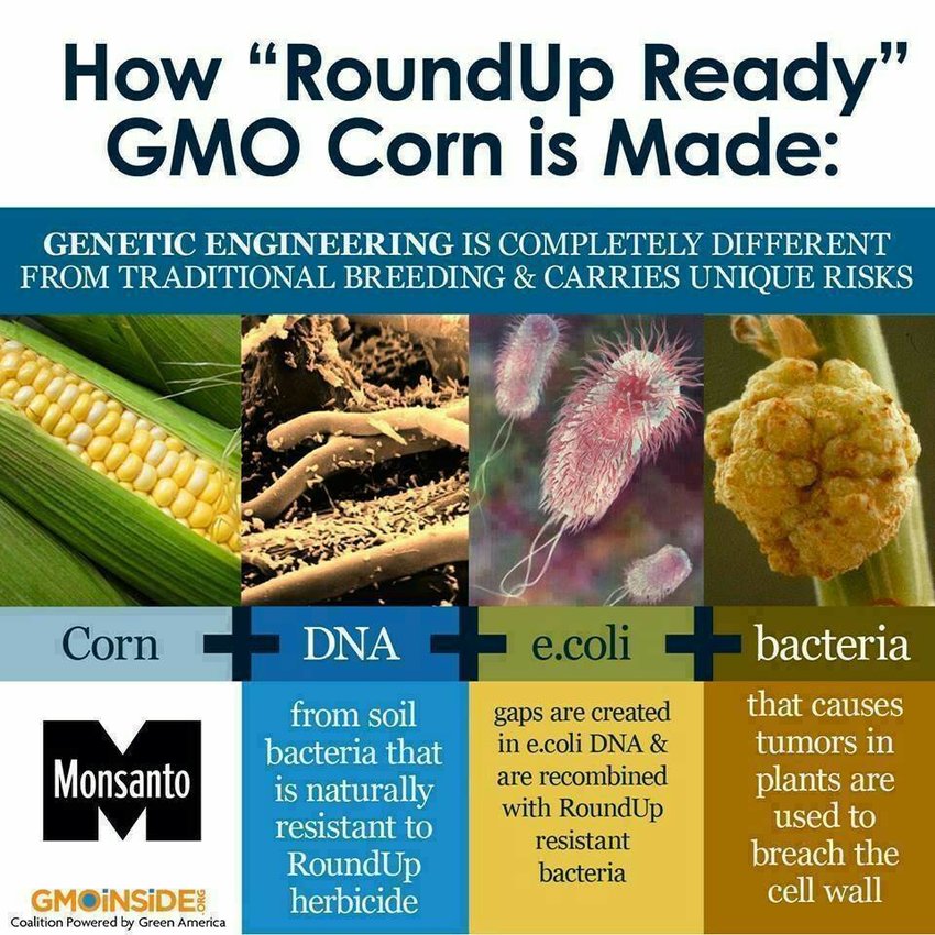 pdf-gmo-maize