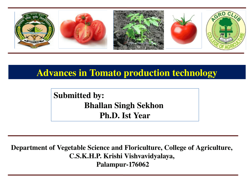 literature review on tomato production