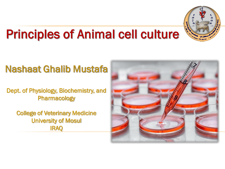 PDF) Principles of Animal cell culture