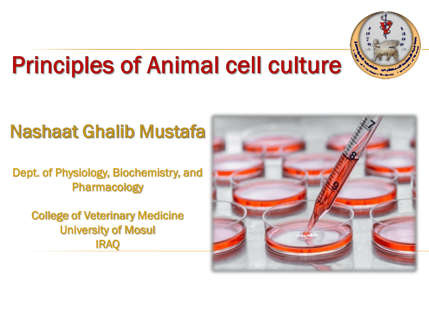 Animal Cell Culture Laboratory Design And Layout Cell Culture Basics 