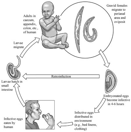 enterobius vermicularis cycle de vie