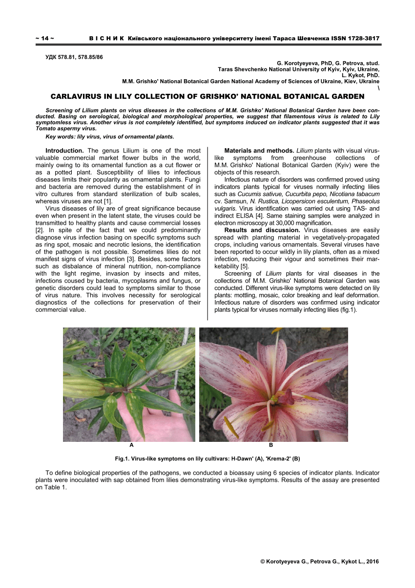Pdf Carlavirus In Lily Collection Of Grishko National Botanical