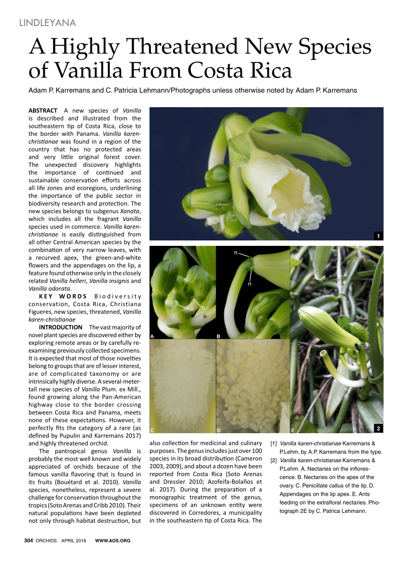 Pdf A Highly Threatened New Species Of Vanilla From Costa Rica