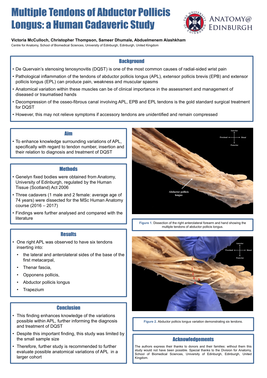 Pdf Multiple Tendons Of Abductor Pollicis Longus A Human Cadaveric Study
