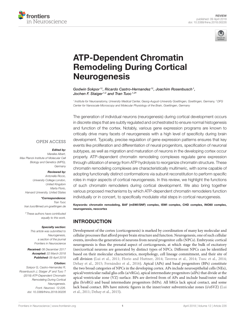 Pdf Atp Dependent Chromatin Remodeling During Cortical Neurogenesis