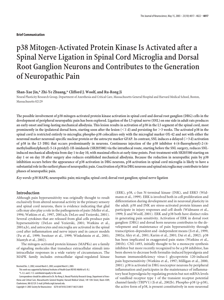 Pdf P38 Mitogen Activated Protein Kinase Is Activated After A Spinal Nerve Ligation In Spinal Cord Microglia And Dorsal Root Ganglion Neurons And Contributes To The Generation Of Neuropathic Pain