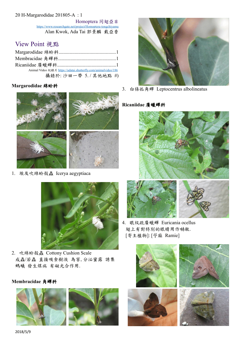 Pdf Margarodidae 綿蚧科membracidae 角蟬科ricaniidae 廣蠟蟬科